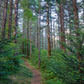 Winding path through a dense forest with tall trees and green undergrowth.